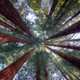 Image for article titled No One Knows How Much Forest We Have Left Because No One Can Decide What a Forest Is